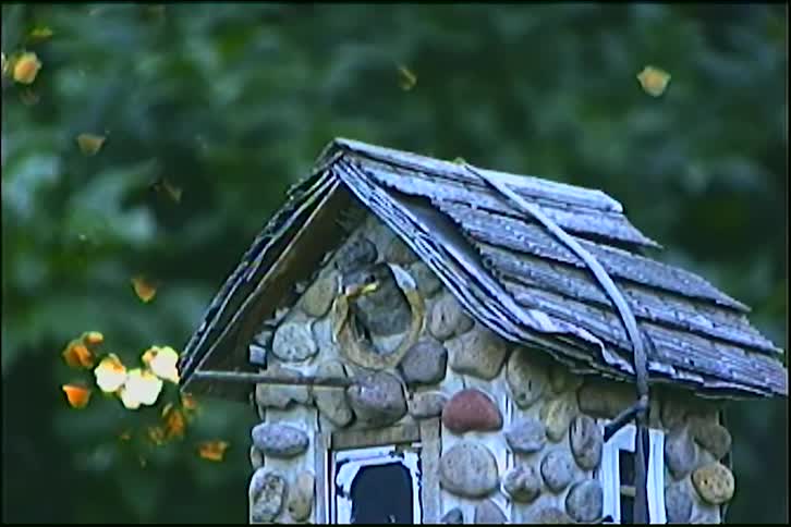 A parent sparrow feeds its hungry baby chick waiting in a charming, rustic stone birdhouse