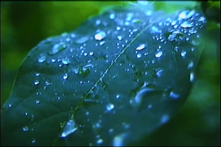 A macro shot of glistening dewdrops on a vibrant green leaf in a lush, natural setting