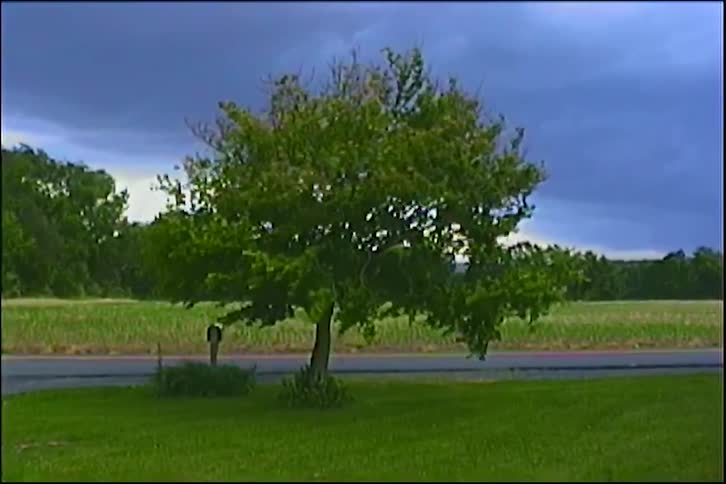 A lone tree with vibrant green leaves stands firm against strong winds under a dark, stormy sky in a rural setting