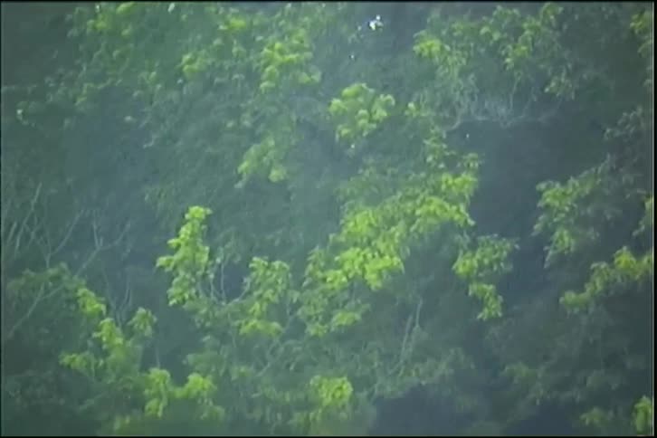 Heavy rain falls during a storm with a blurry background of lush green trees