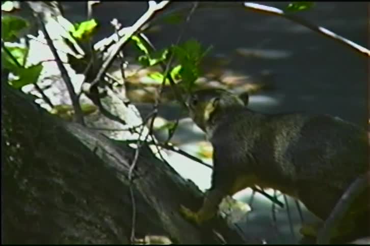 A grey squirrel with a fluffy tail sits on a tree branch eating before climbing further up the tree