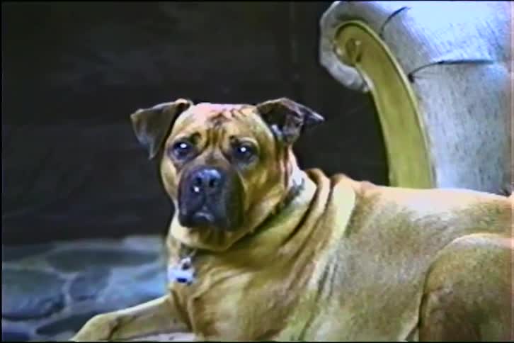 A vintage close-up of a soulful, sad-eyed mastiff dog zooms out to a wider shot of the dog relaxing on a pillow at home