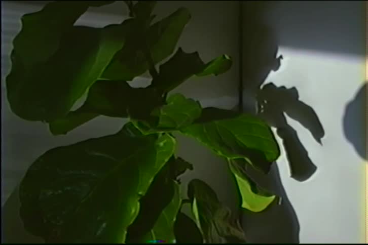 Sunlight illuminates a Fiddle-leaf fig houseplant, casting a distinct shadow on a white wall