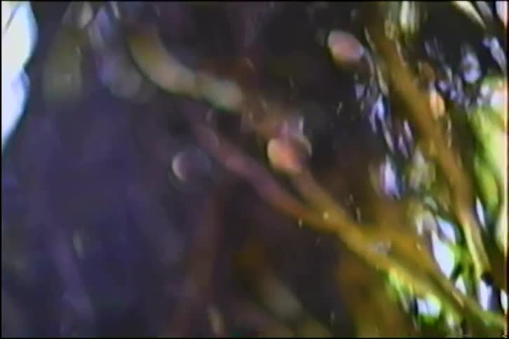 An abstract close-up shot moves in and out of focus on a tangled mass of tree roots with dappled light filtering through