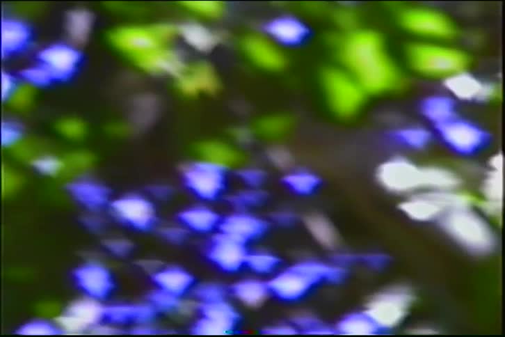 Abstract, out-of-focus vintage footage shows sunlight filtering through green tree leaves, creating a dreamy bokeh effect