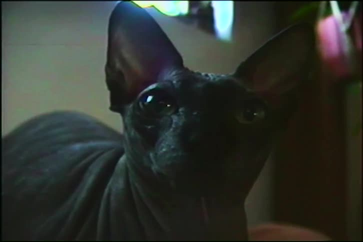 A black hairless Sphynx cat stares intently at the camera in a dimly lit, vintage home video