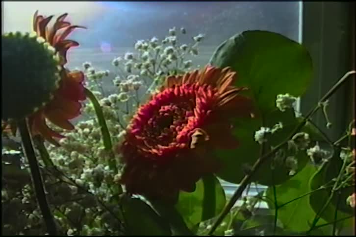 A dreamy, vintage VHS shot of a sunlit bouquet featuring a vibrant gerbera daisy