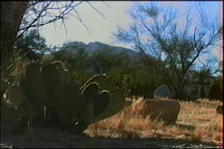 A slow zoom out reveals a prickly pear cactus in a sunlit desert with a rocky hill in the distance
