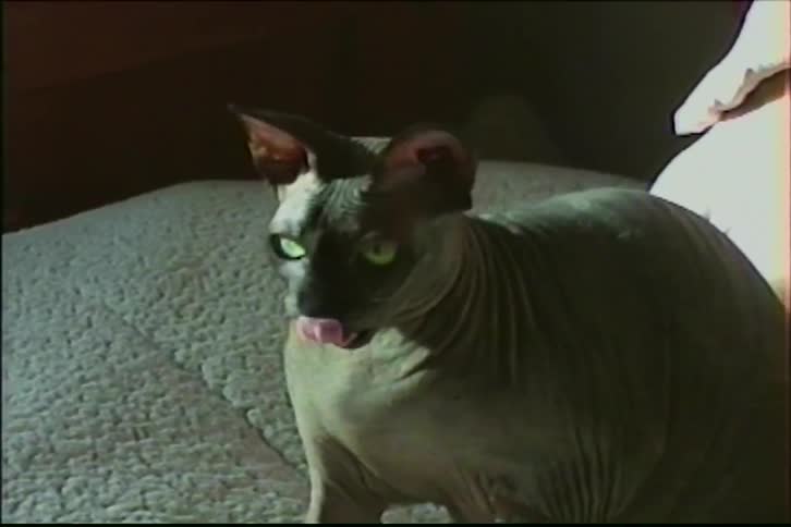 Vintage footage shows a playful hairless Sphynx cat swatting at a dangling toy in a sunbeam