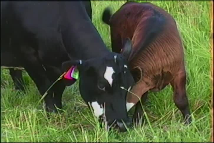A mother cow and her calf graze side by side in a lush green pasture, nudging each other affectionately while they eat