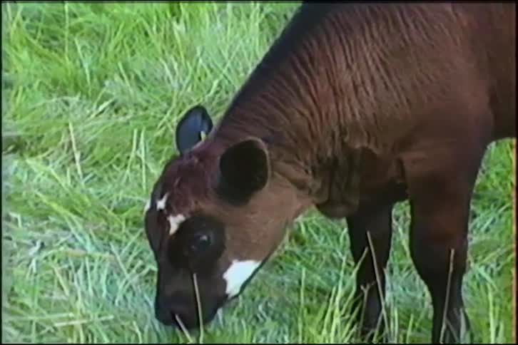A young brown calf with a yellow ear tag stands in a lush green field before lowering its head to graze