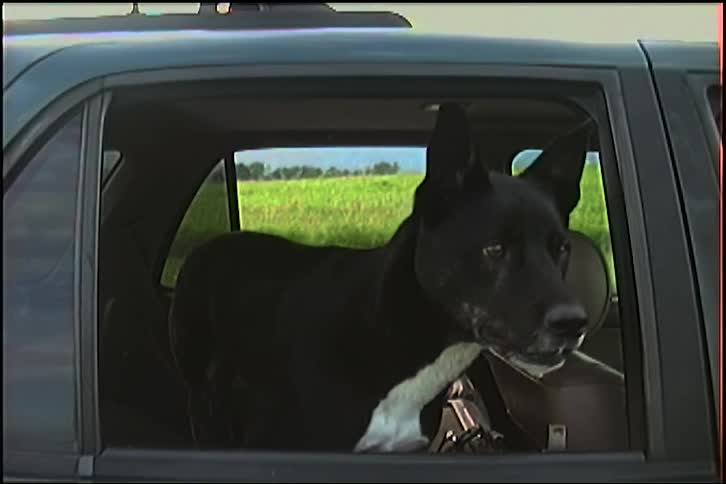 A happy black and white dog with perky ears sits in the back of a car with the window down, panting and wagging its tail excitedly