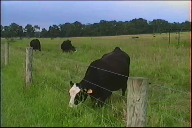 Vintage footage shows a herd of cows grazing peacefully in a lush green pasture behind a wire fence