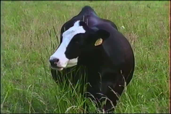 A black and white cow with ear tags looks directly at the camera while chewing its cud in a tall grassy field
