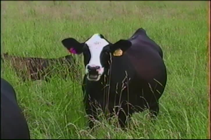 A curious black and white cow with ear tags chews its cud and looks directly at the camera while standing in a tall green pasture