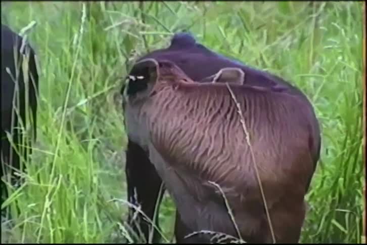 A close-up of two young tagged calves standing together in a lush green pasture on a farm