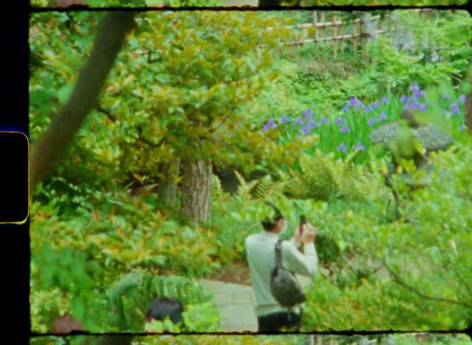 Vintage 8mm film captures a man taking photos of purple irises in a lush, green Japanese garden