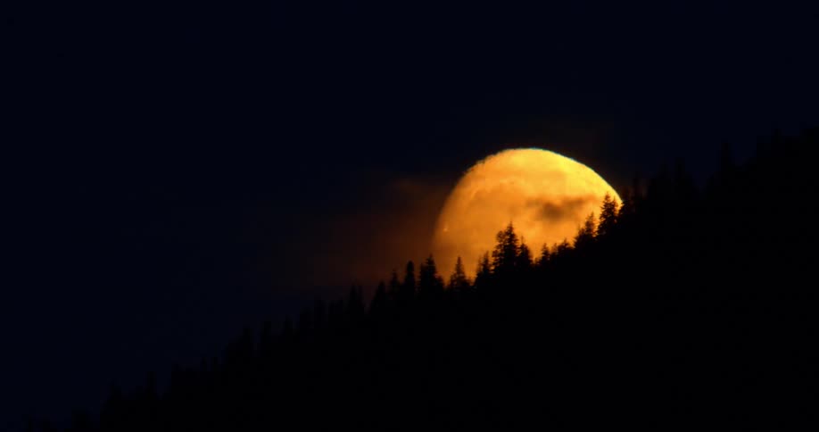 A massive orange full moon rises behind a silhouetted forest on a dark, clear night