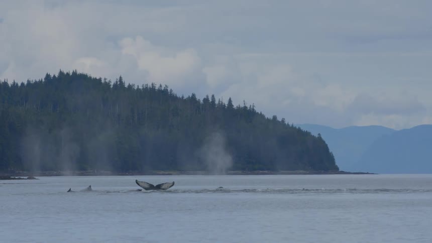 A pod of majestic Humpback whales spout water and show their tails before diving in slow motion near a forested coastline