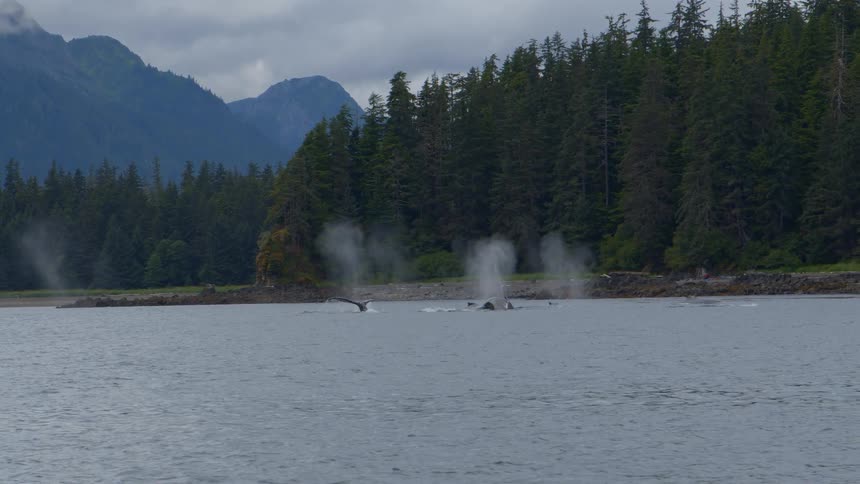 A pod of majestic whales spouts water and dives near a remote, forested coastline