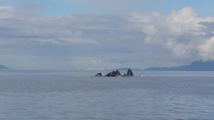 A pod of humpback whales surface together in the ocean with their mouths open to feed in slow motion