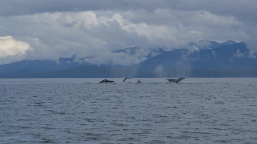 A pod of majestic humpback whales gracefully dive in slow motion, showing their tails against a backdrop of cloudy mountains