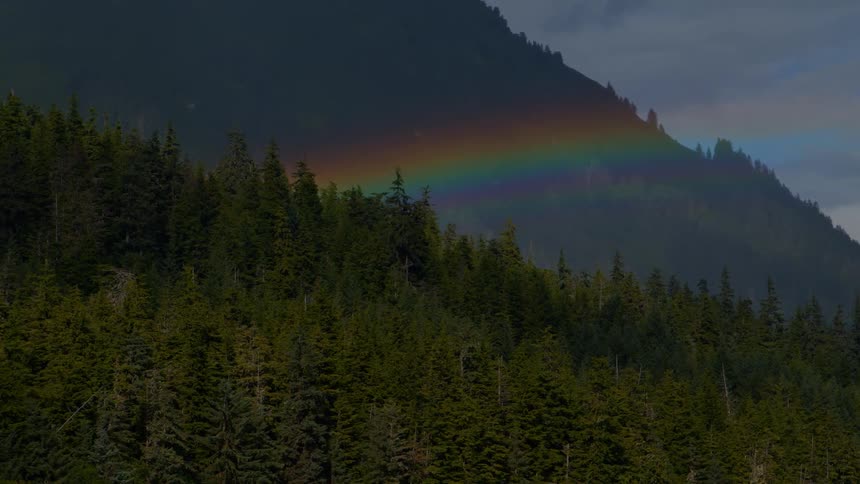 A vibrant rainbow arches over a dense evergreen forest on a misty mountainside