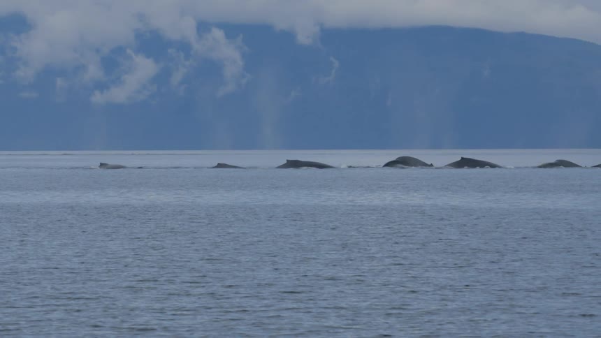 A pod of humpback whales swim in a synchronized line, spouting water before gracefully diving with their tails in the air
