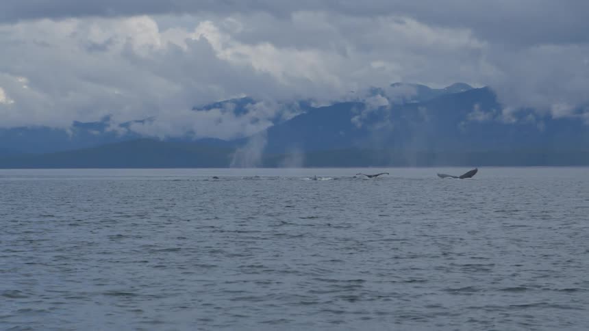 A majestic pod of humpback whales surface and dive together in the calm ocean with a dramatic cloudy mountain range in the background