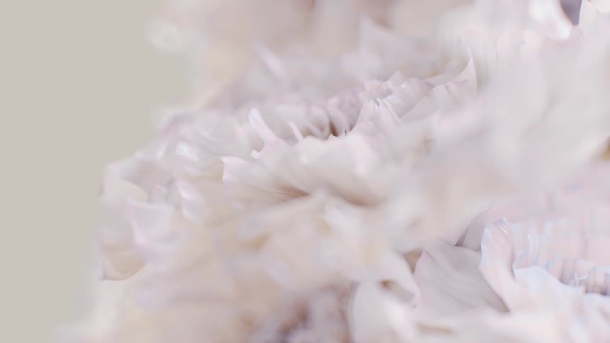 Abstract macro footage of delicate white petals creates a soft, calming background