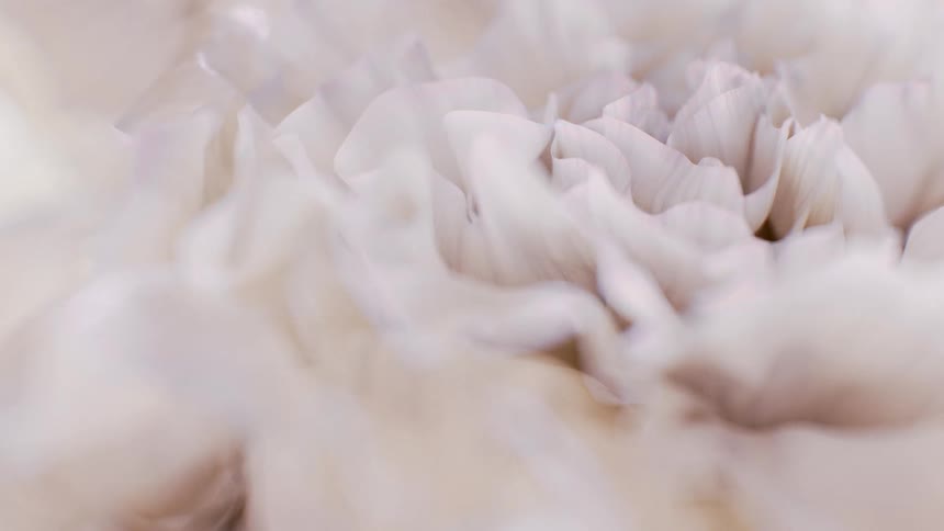 An abstract macro background of soft, white carnation petals in a dreamy, soft focus