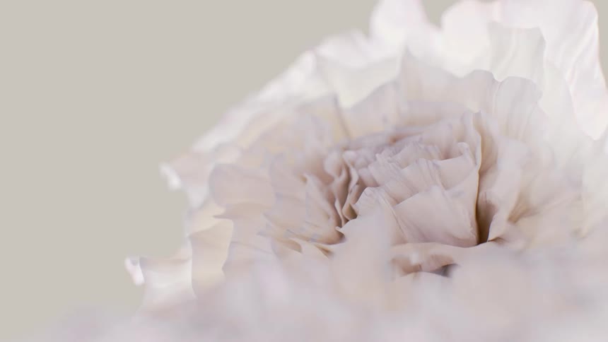 A dreamy macro cinemagraph shows the soft, delicate petals of a white flower swaying gently