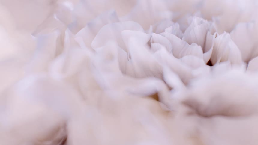 An extreme close-up of soft, pale pink flower petals creates a gentle and abstract background