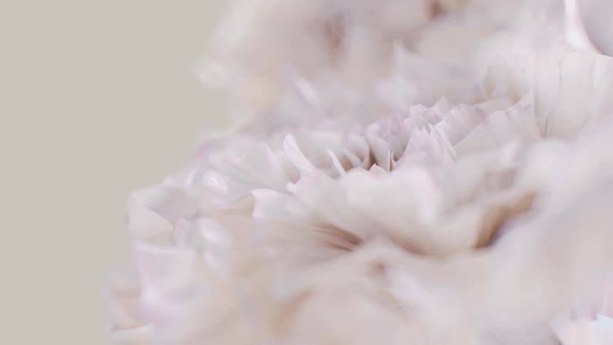 An abstract, soft-focus macro shot of delicate white flower petals creates a dreamy, looping background