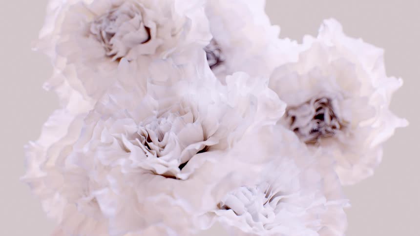 Elegant white flowers with frilly petals create a serene and beautiful animated background