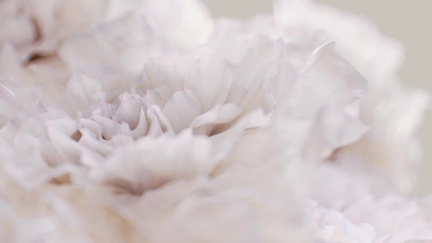 A soft and ethereal macro shot of delicate white flower petals with a subtle, dreamlike ripple effect