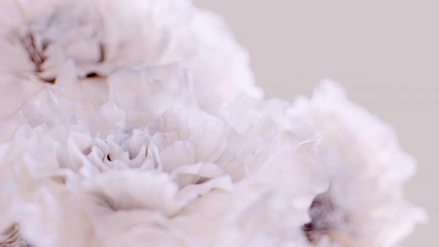 An abstract and serene close-up of soft, pale flower petals creating a gentle, looping background