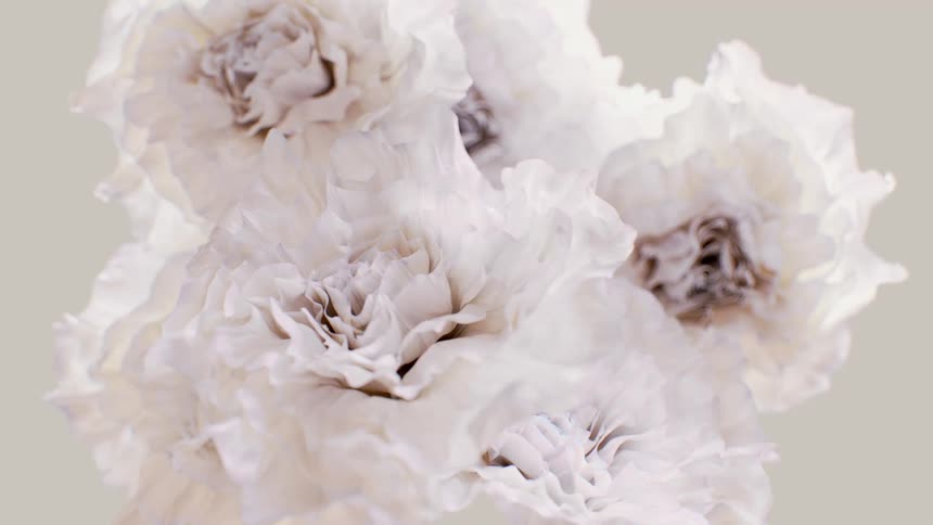 A beautiful bouquet of ethereal white flowers gently shimmers and breathes in a calming, minimalist animation