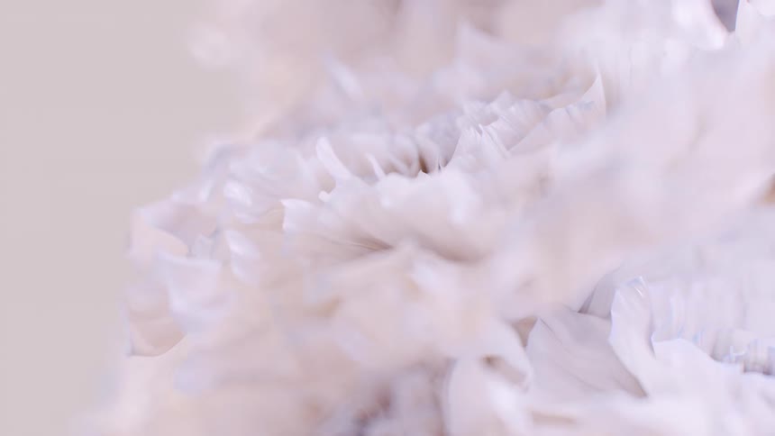 Ethereal macro view of soft, ruffled white petals creating a delicate and abstract texture