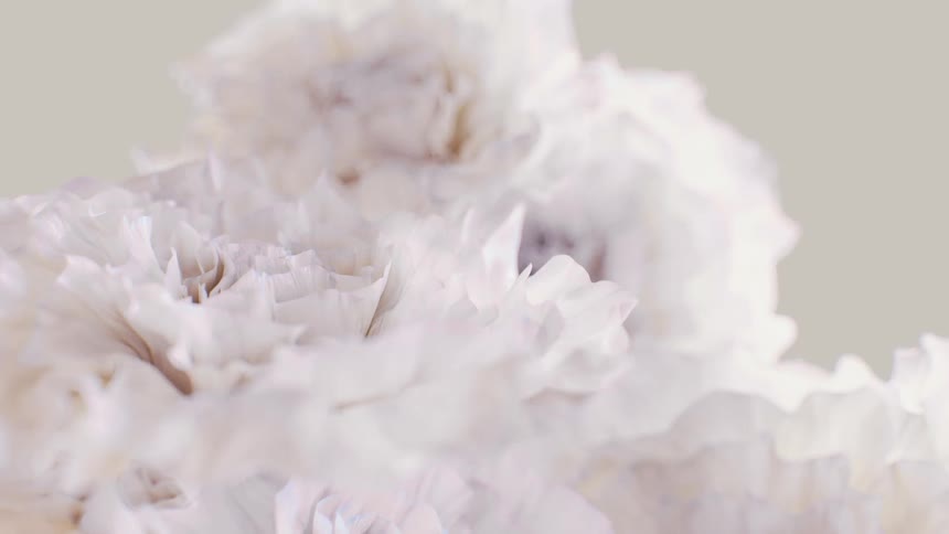 Gentle white flower petals shimmer softly in an abstract, dreamlike macro cinemagraph