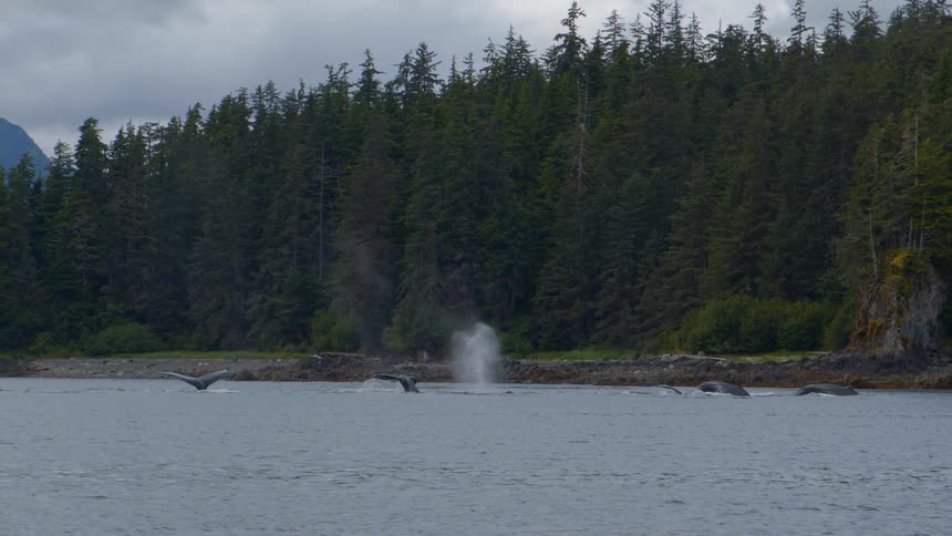 A pod of majestic humpback whales gracefully swims and spouts water near a lush, forested coastline in slow motion