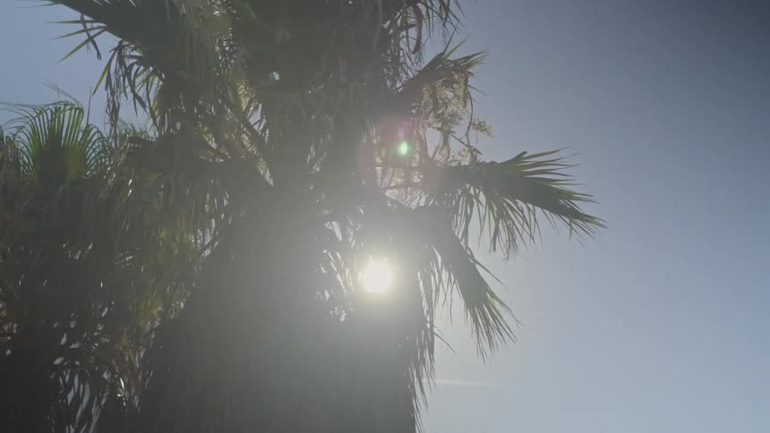 The bright sun shines through the swaying fronds of a backlit palm tree, creating a lens flare against the clear blue sky
