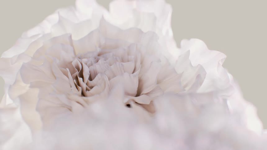 A serene macro shot reveals the delicate, ruffled petals of a white flower against a soft, neutral background