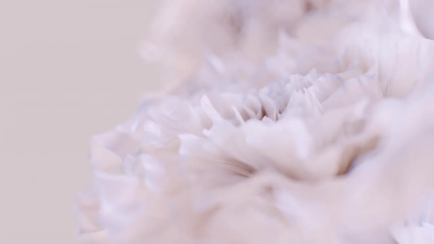 Soft focus macro view of delicate, creamy white petals creates a gentle and serene abstract background