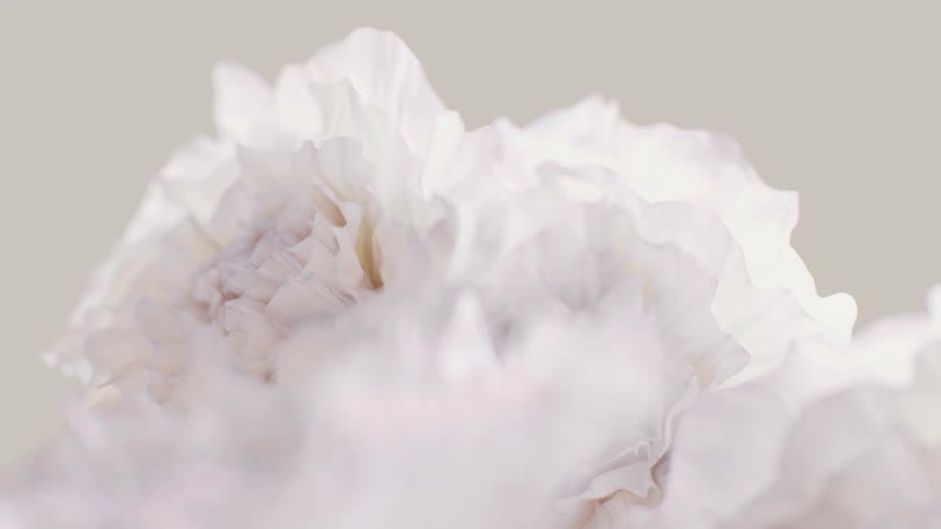 A dreamy macro shot of delicate, soft white flower petals against a neutral background