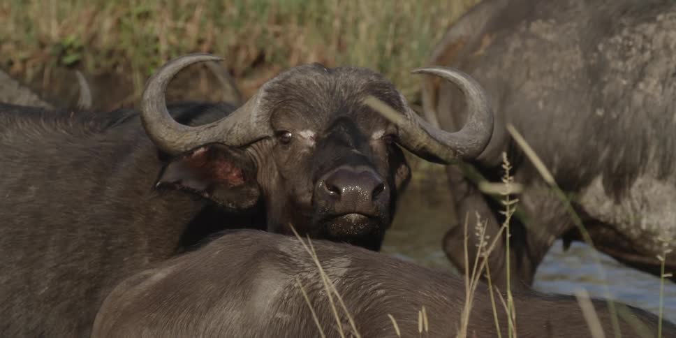 A water buffalo peers at the camera over the back of another water buffalo