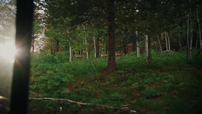 A slow-motion drive-by shot captures a herd of deer grazing peacefully in a lush, sun-dappled forest