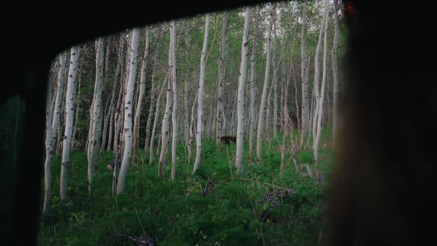 A wild bear grazes and walks through a lush green aspen forest, as seen from a window
