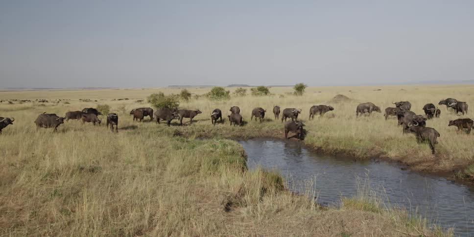 A herd of buffalo gathered near a watering hole