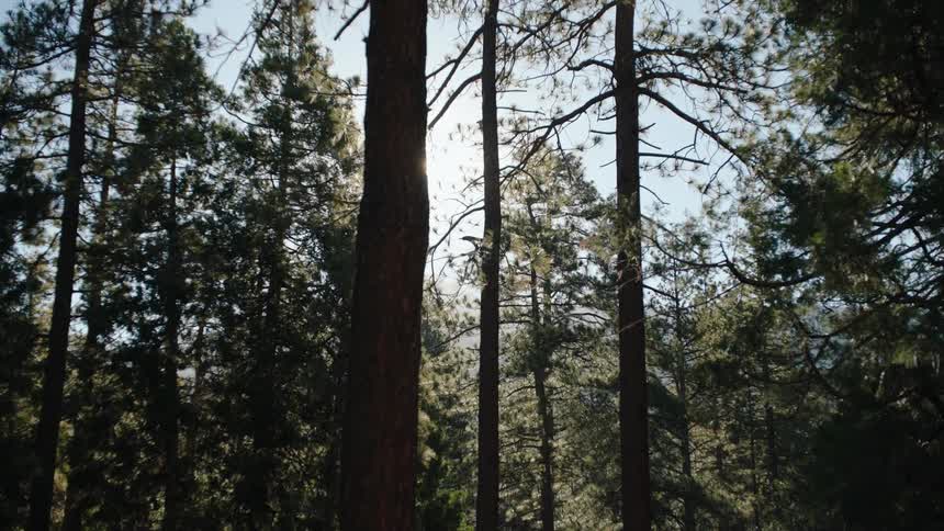 A dizzying camera effect settles on a tranquil forest scene as sunlight flares through tall pine trees